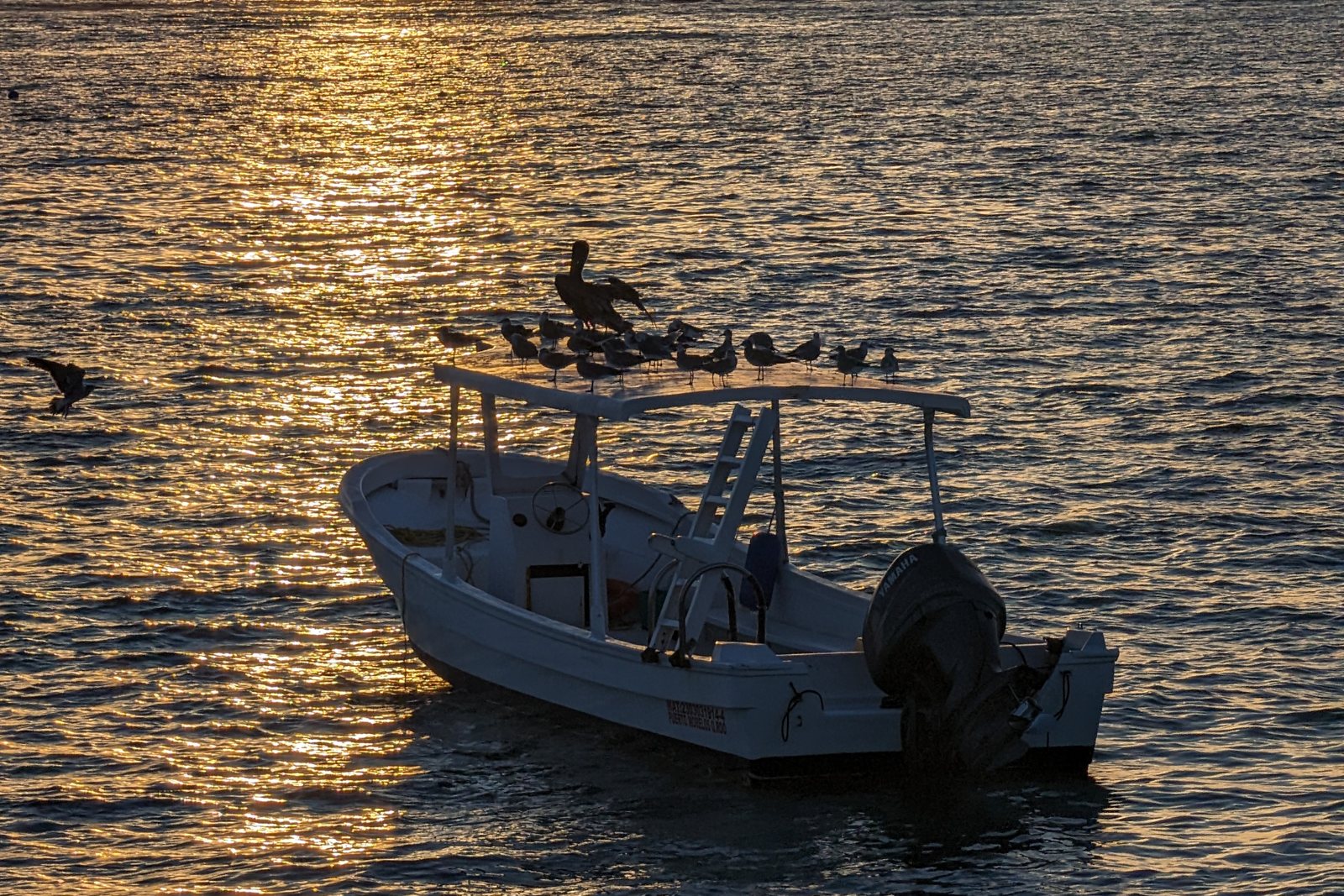 A fishing boat at dawn off Puerto Morelos, pelicans on the roof